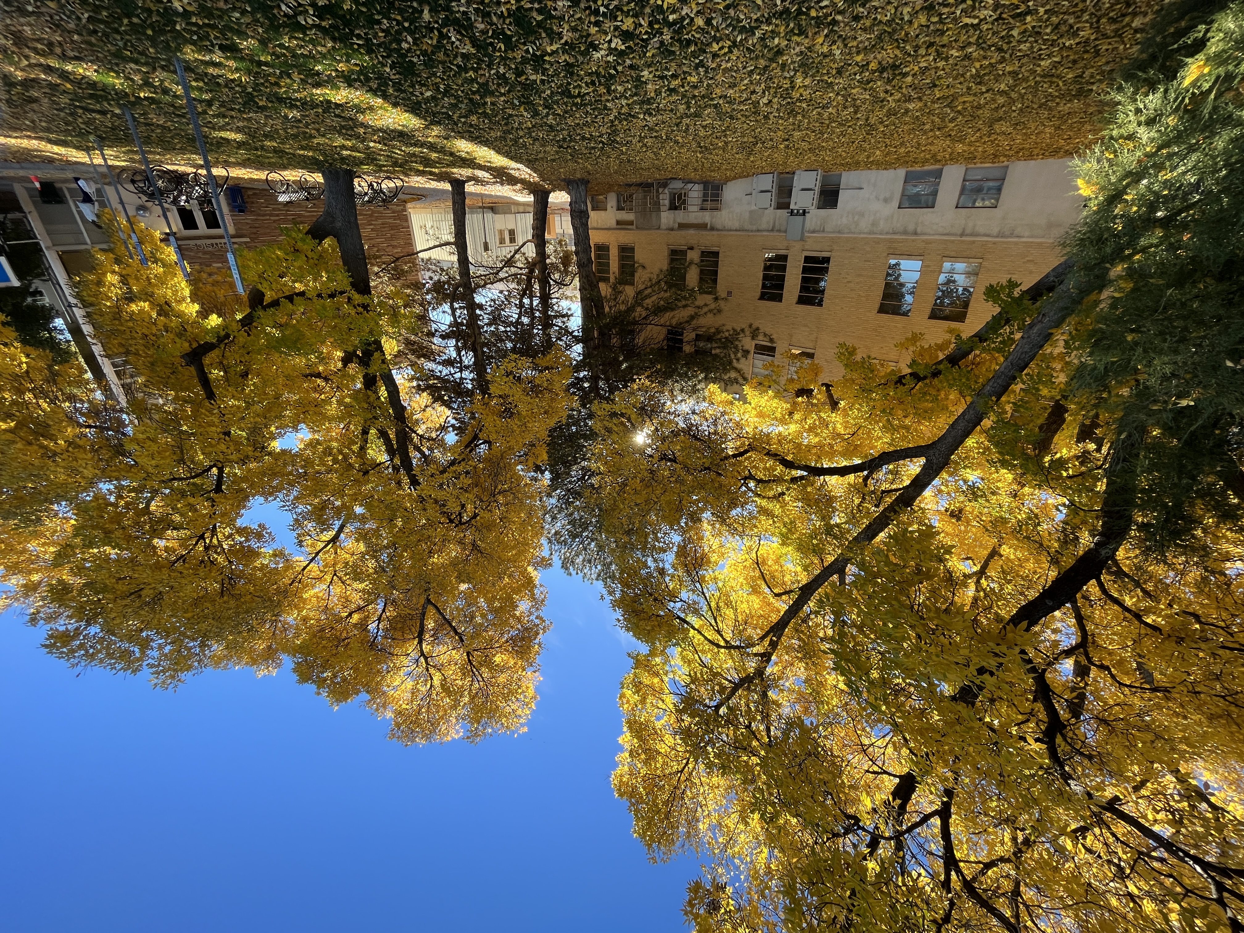 This Fall, Trim Those AI Syllabus Statements